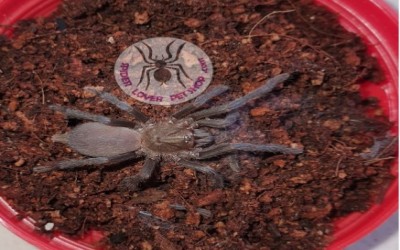 birupes simoroxigorum unsex 1-2cm sling  tarantula
